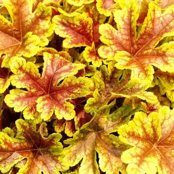 Heucherella Firecracker