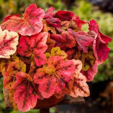 Heucherella Leapfrog