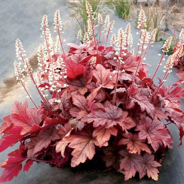 Heucherella Peach Tea