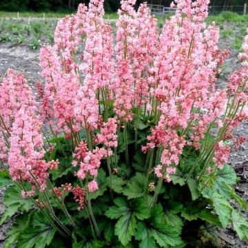 Heucherella Pink Revolution - Large - In Bud & Bloom