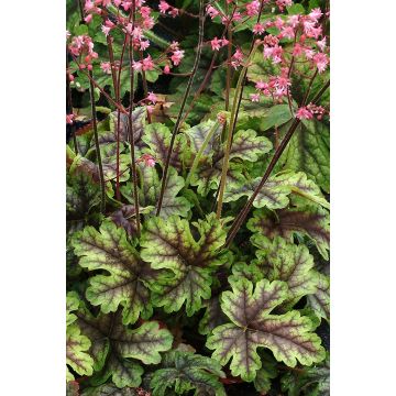 Heucherella Tapestry