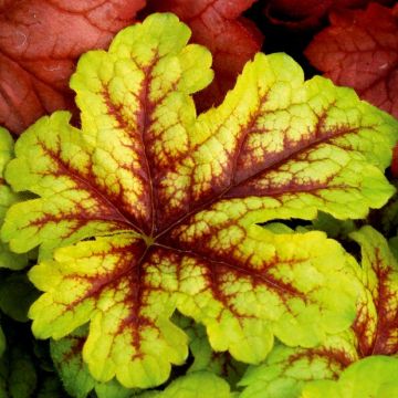 Heuchera Alabama Sunrise