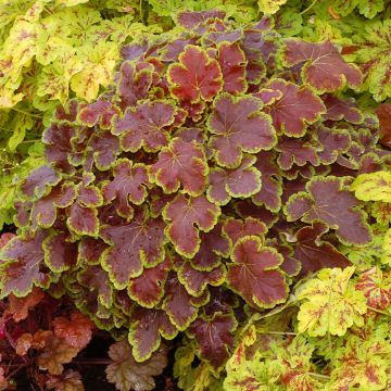 Heucherella Solar Eclipse