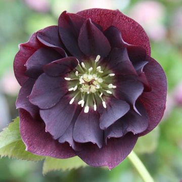 Helleborus orientalis Double Ellen Purple - Oriental Hellebore