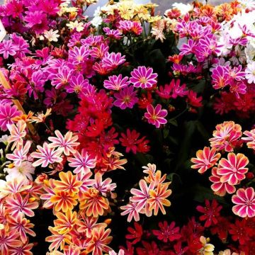 Lewisia Mountain Dream - Gorgeous Lewisia Plants in assorted colours