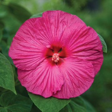 Hibiscus 'Honeymoon Rose' Hibiscus 'Honeymoon Rose'