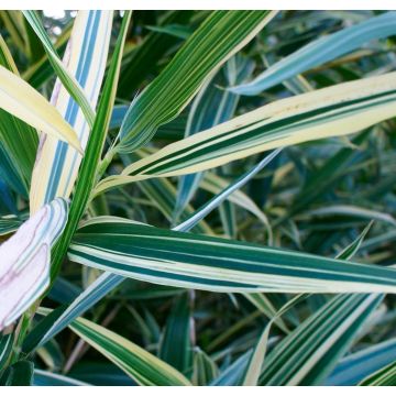 Hibanobambusa ''Shiroshima'' - Variegated Bamboo