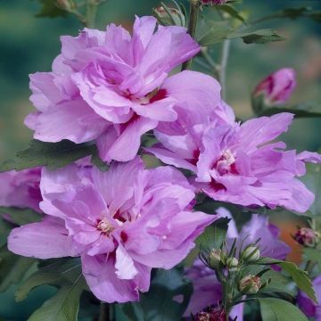 Hibiscus syriacus Ardens - Candy Floss Rose of Sharon