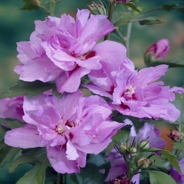 Pair of Patio Standard Hibiscus Trees - Ardens - Candy Floss Rose of Sharon