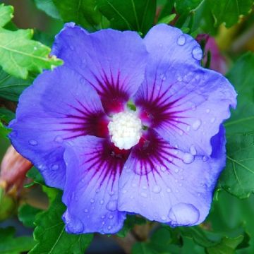 Hibiscus syriacus Blue Bird (Oiseau Bleu)