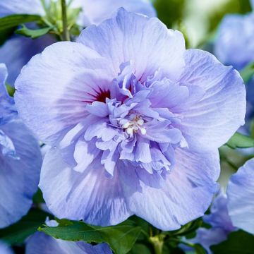 Hibiscus syriacus BLUE Chiffon - Double Flowered Tree Hollyhock