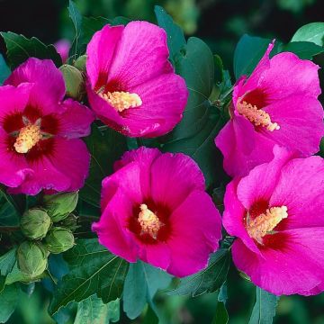 close up of pink Hibiscus flowers