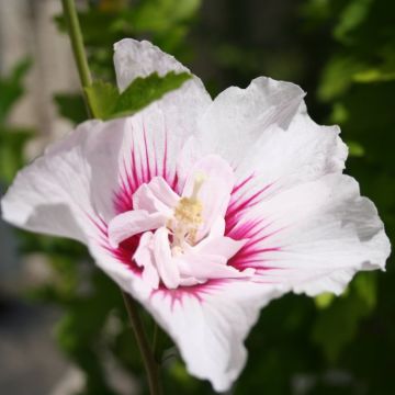 Hibiscus syriacus CHINA Chiffon - Double Flowered Tree Hollyhock