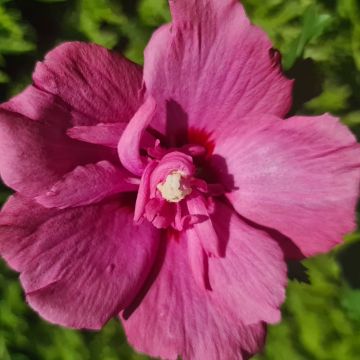 Hibiscus Flower Tower Gandini van Aart Ruby Pillar