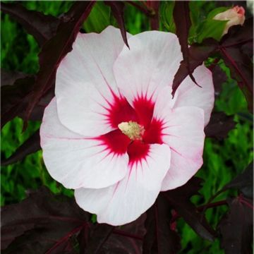 Hibiscus moscheutos Carousel 'Jolly Heart' - Rose Mallow