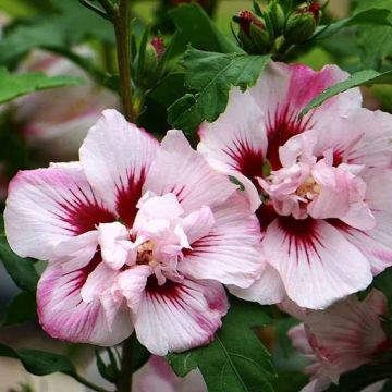 Hibiscus Lady Stanley - Double Ruffled Tree Hollyhock