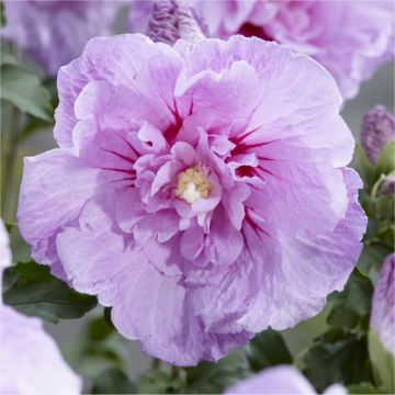 Close up of Hibiscus syriacus LAVENDER Chiffon - Double Flowered Tree Hollyhock - lavender coloured flowers