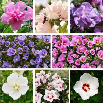 Three Plant Hibiscus Collection - In Bud & Bloom