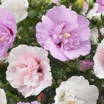 Hibiscus Multi-colour Tree Hollyhock - close up of white and purple flowers