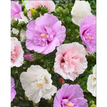 Hibiscus Chiffon Mosaic Multi-colour Tree Hollyhock - Unique Ruffled Double Flowers