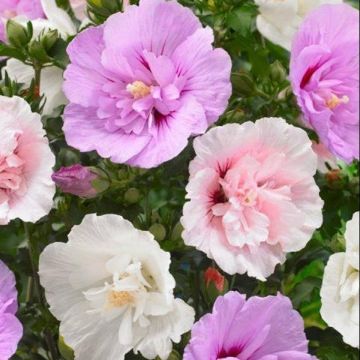 Hibiscus Chiffon Mosaic Multi-colour Tree Hollyhock - Unique Ruffled Double Flowers