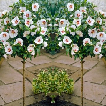 Pair of Patio Standard Hibiscus Trees - Red Hearted Hamabo