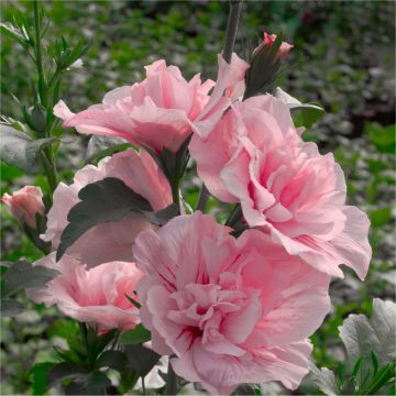 Hibiscus Chiffon Collection - Double Flowered Tree Hollyhocks - Pack of THREE Plants