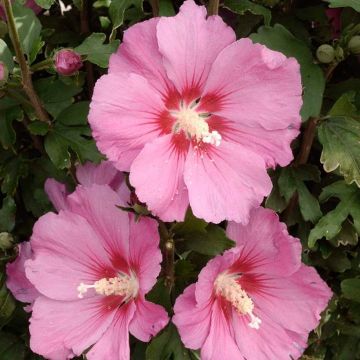 Hibiscus syriacus Pink Giant - Large Flowered Pink Tree Hollyhock