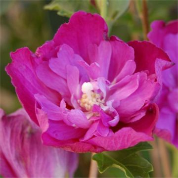 Hibiscus syriacus Purple Ruffles - Double Flowered Rose of Sharon Hollyhock Tree