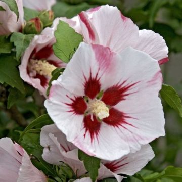 Hibiscus syriacus Hamabo