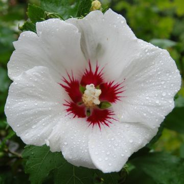 Hibiscus syriacus Red Heart