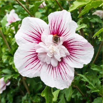 Hibiscus syriacus Star Burst Chiffon - Large Double Flowered Tree Hollyhock