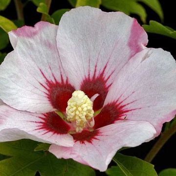 Hibiscus syriacus Mathilde - Rose of Sharon