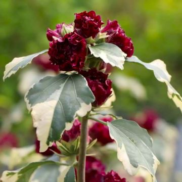 Hibiscus syriacus purpureus Variegatus