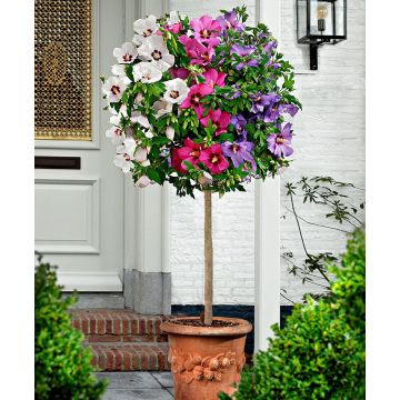 Large circa 5ft Tricolour Hibiscus Tree - Three Colours on One Tree!