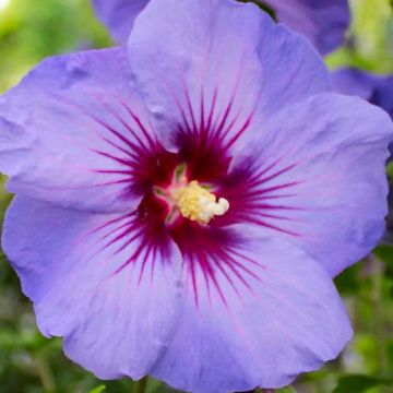 Hibiscus syriacus Ultramarine - Blue Tree Hollyhock