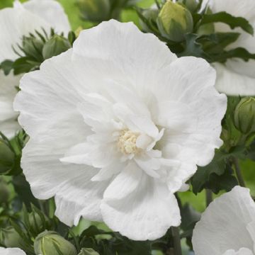 Hibiscus syriacus WHITE Chiffon - Double Flowered Tree Hollyhock