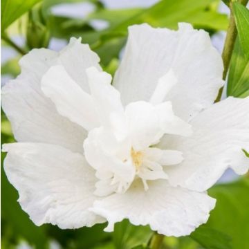 Hibiscus Flower Tower Gandini van Aart WHITE Pillar