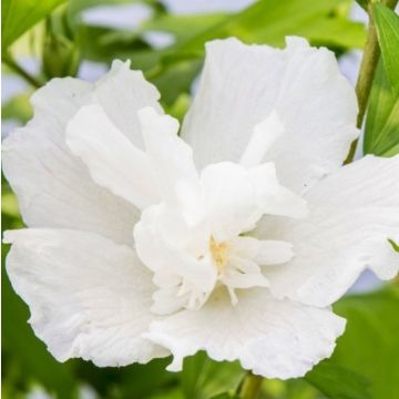 Hibiscus Flower Tower Gandini van Aart WHITE Tree - Circa 5-6ft Tall