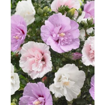 Large circa 5ft Tricolour Hibiscus Tree - Hibiscus syriacus 'Three Sisters' - Unique Multi-coloured Ruffled Flowers