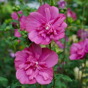 Hibiscus syriacus Magenta Chiffon - Tree Hollyhock