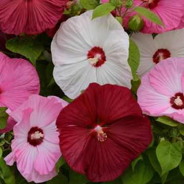 Hibiscus moscheutos LUNA MIX - Giant Flowered Hibiscus