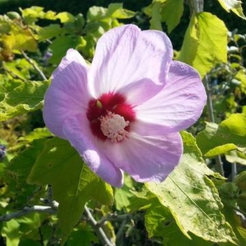 Hibiscus sinosyriacus Lilac Queen - Rose of Sharon