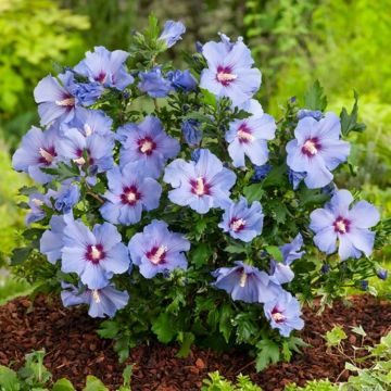 Hibiscus syriacus Marina Blue