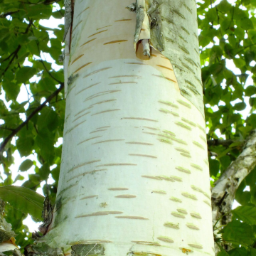 Betula utilis 'Melony Sanders' - Himalayan Birch