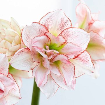 Amaryllis Striped Amadeus