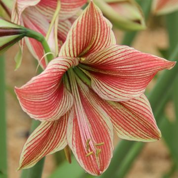 WINTER SALE  - Amaryllis - Exotic Star - Hippeastrum Bulb