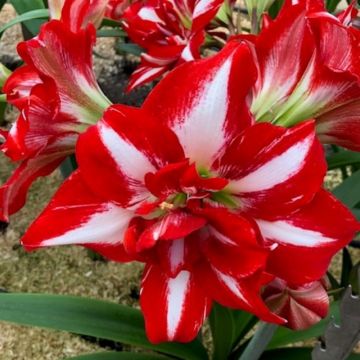 Amaryllis Party Nymph - Double Red & White Hippeastrum