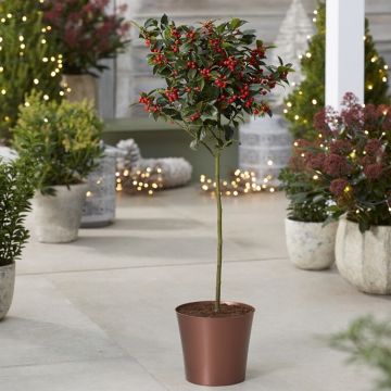Premium Quality Festive Holly Tree Covered in Berries with COPPER Planter