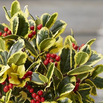 Ilex Golden King - Female Golden Variegated Holly - Large 120cm plant